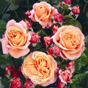 MARY ANN® MARY ANN®